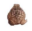 frogspin