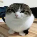 nya