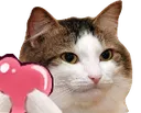 catlove catlove