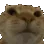 CatNo CatNo