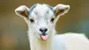 Goat