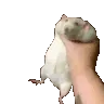 ratshake