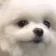 dogHeh