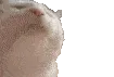 Cat_Vibin Cat_Vibin