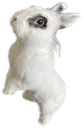 Dandy2 Dandy2
