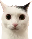 KotZirit