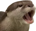 otterpog