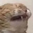 CatKEK