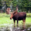AlgonquinMoose300x300