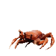 Crab Party Discord Emoji
