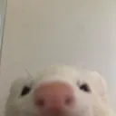 peekie