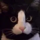 cat_5 Discord Emoji