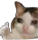 SadCatOk