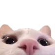 catpeek
