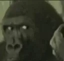 mommy_gorillawtfstare mommy_gorillawtfstare