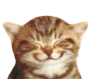 happycat