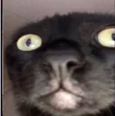 Catbruh catbruh Discord Emoji
