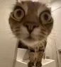 cattstare