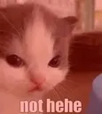 nothehe nothehe