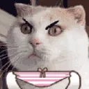 angrycatpanties