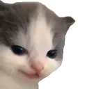 thechiyocat