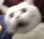 scaredcat