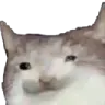 watcatto
