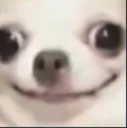 dogCursed dogCursed