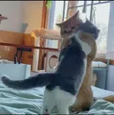 cat_hug2