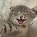 cat_heyhey