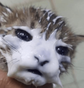 ch_yogurt Discord emoji