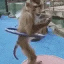 monobailando