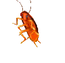 TPU_RainbowBug