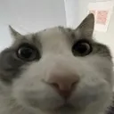 ohword