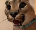FloppaShocked