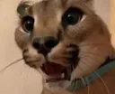 FloppaShocked FloppaShocked
