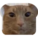 Catbread catbread Discord Emoji