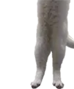 longcat3