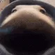 dogsniff