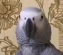 AwkwardBirbApollo Discord emoji