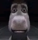 donkey donkey