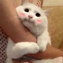 cat_cute