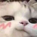 cat_cute_ehid Discord emoji
