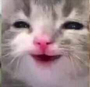 cat_cute_happy Discord emoji