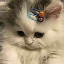cat_sad Discord emoji