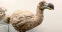 dodo11024x535