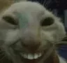 catsmiley