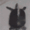 turtledance Discord emoji