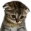 sadCat sadCat