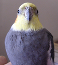 JosephCockatiel Discord emoji